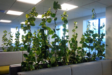 Living Walls by Just Plants, NZ Racing Board